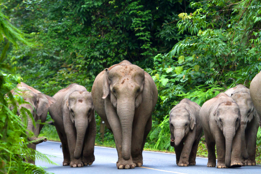 A family of elephants walking down a roadside with lush green trees in Thailand