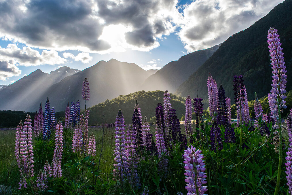 Sun rays shining through clouds behind a field of flowers