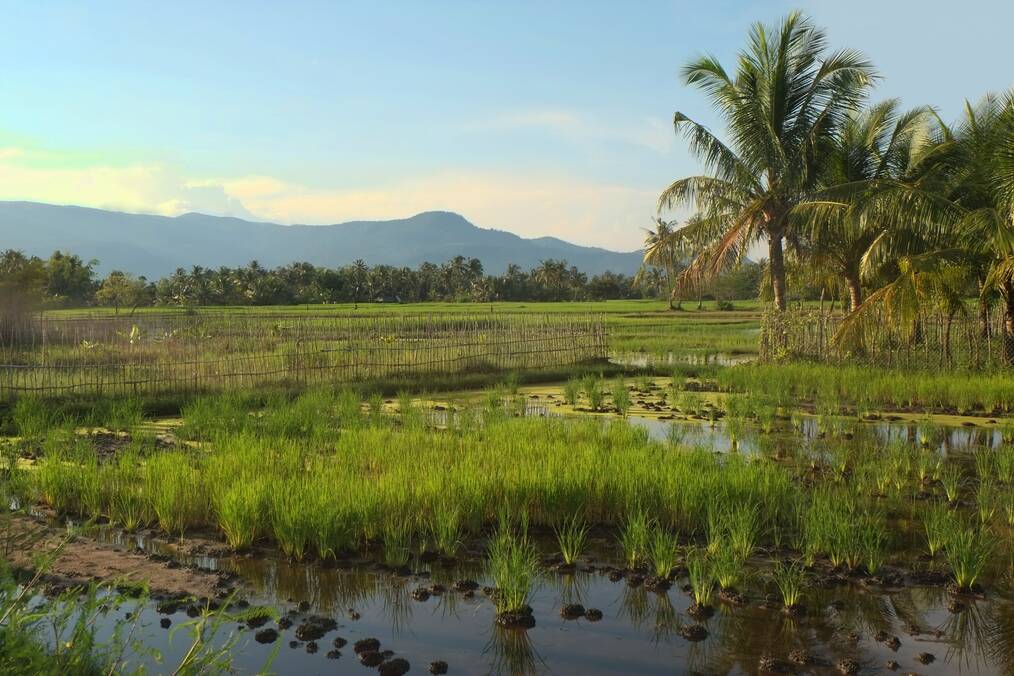 Rice fields with palm trees and mountains in the background