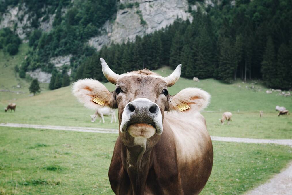 A Swiss mountain cow staring into the camera