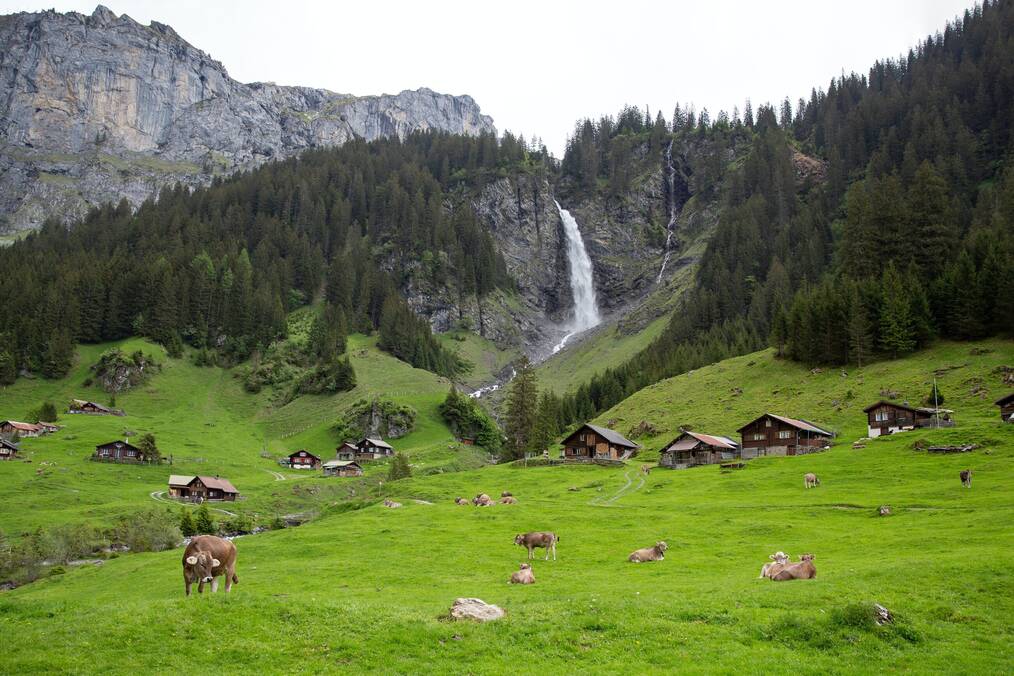 A lush green hillside in Switzerland with mountain cows and a beautiful waterfall in the background