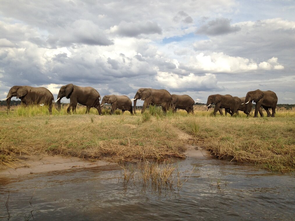 Photo by Dillon Groves on Unsplash A group of elephants walk in a line near a pond.