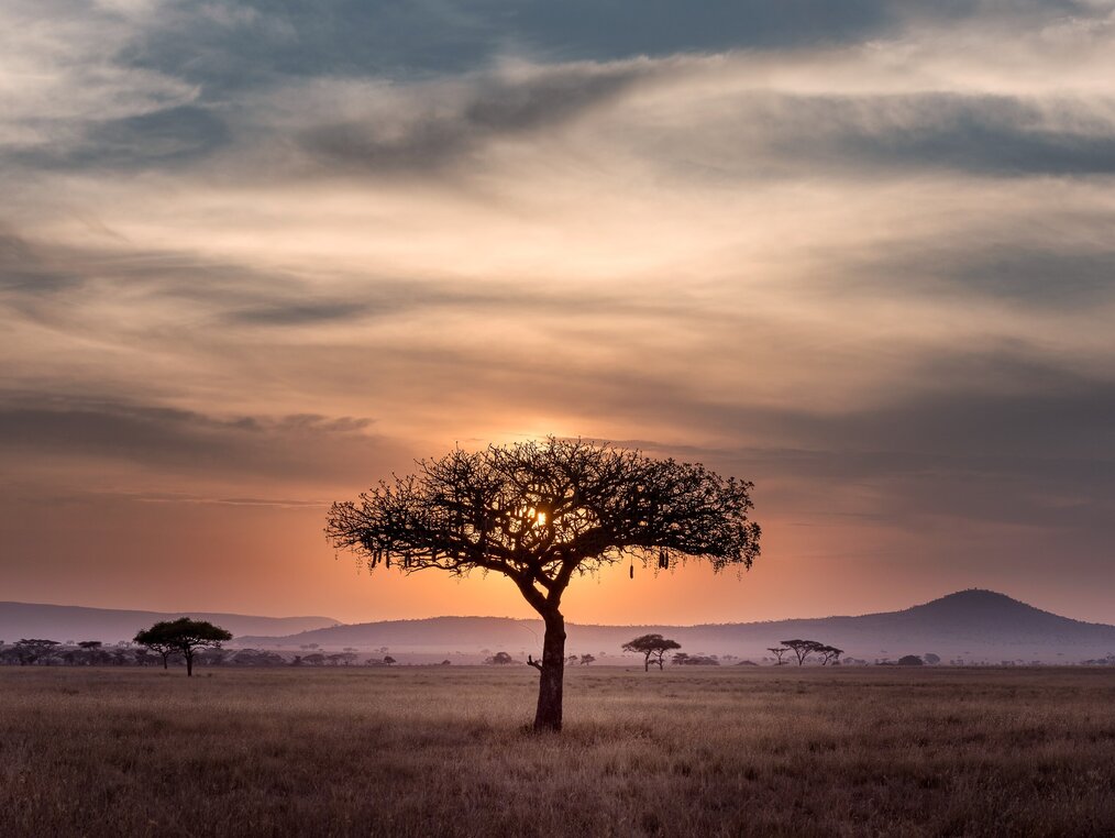 Photo by Hu Chen on Unsplash A sunset of orange and purple behind a tree in the Serengeti.