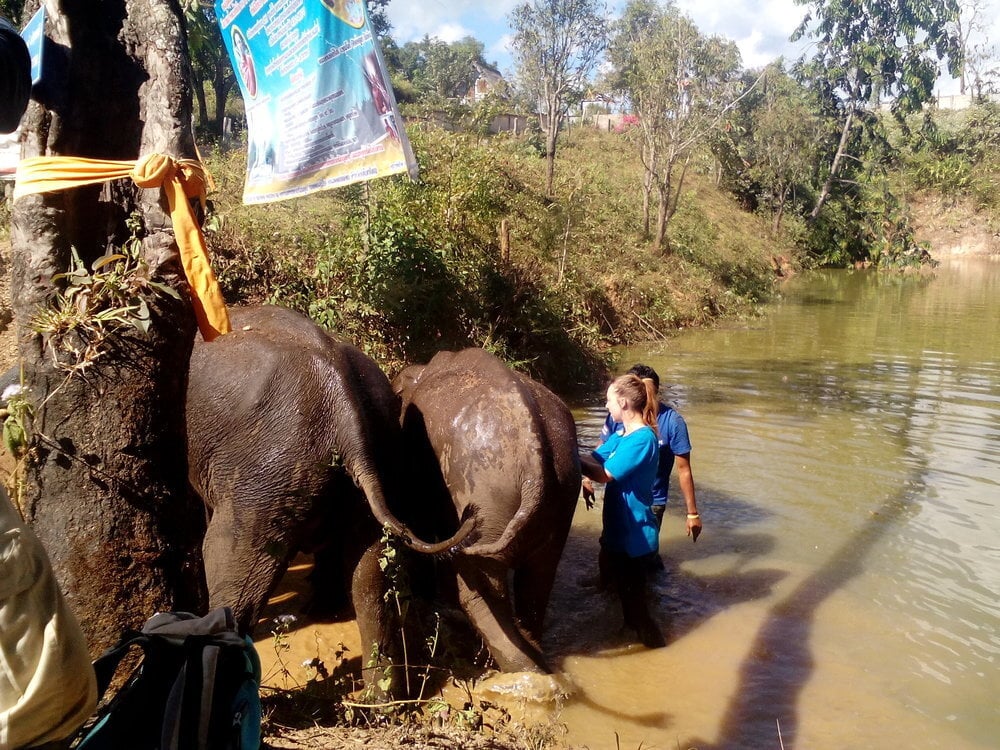 A woman stands in a muddy creek with two elephants.