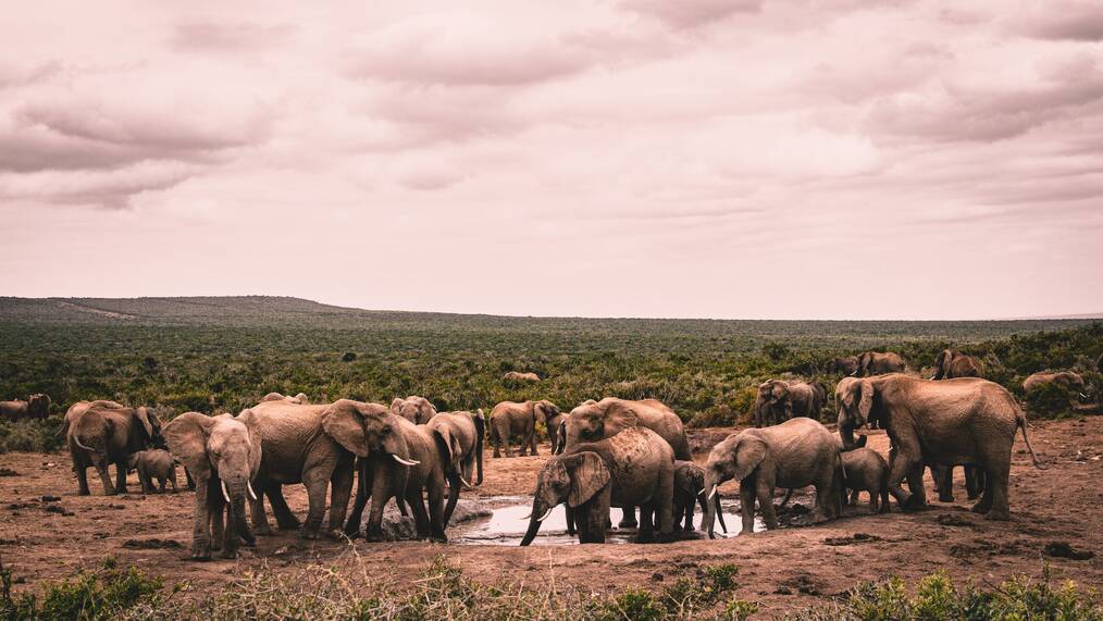 Elephants in a pond in South Africa.