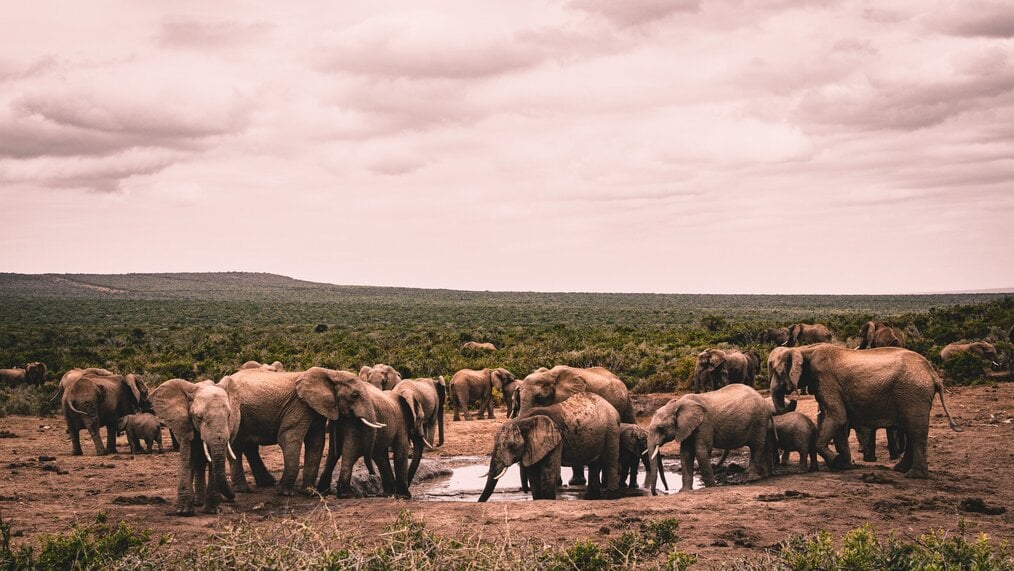 SA Elephants in a pond in South Africa.