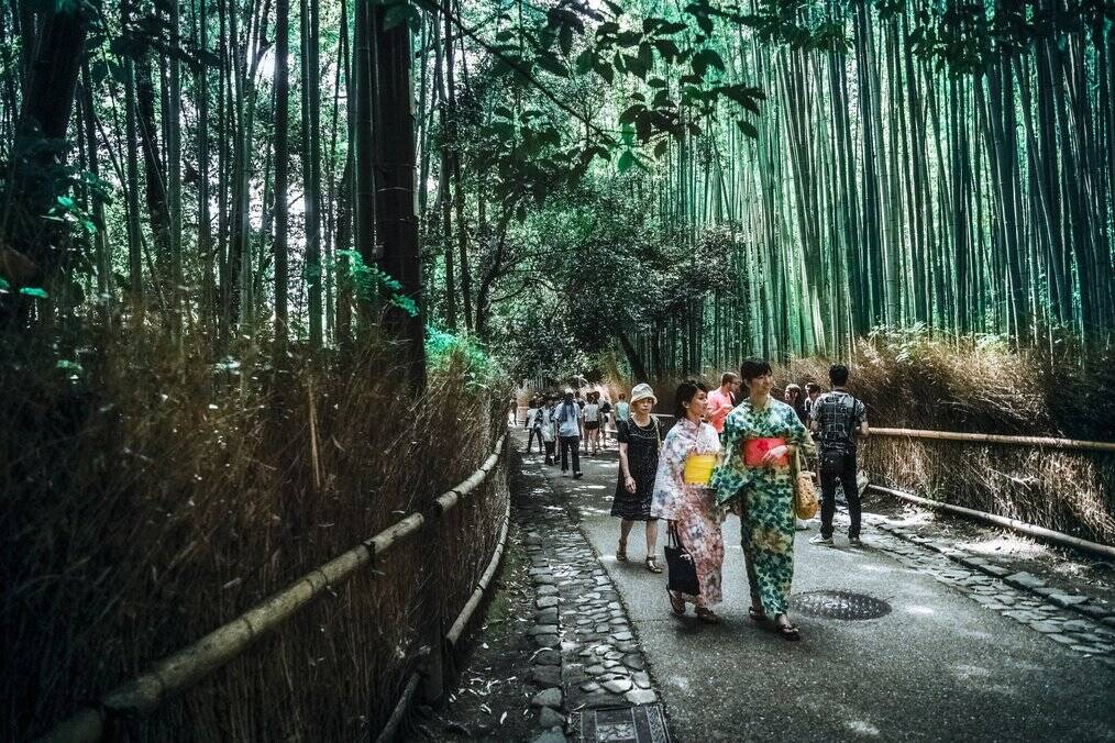 People walk through a bamboo forest.