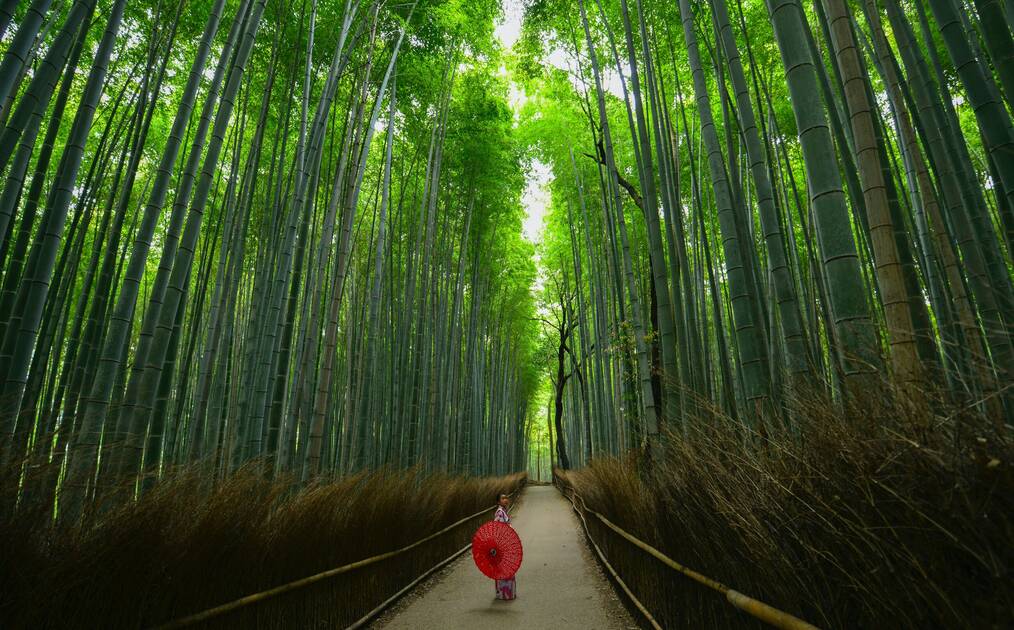 A woman with a red umbrella stands in a bamboo forest.