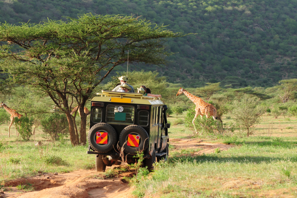 Jeep doing a safari with giraffe nearby