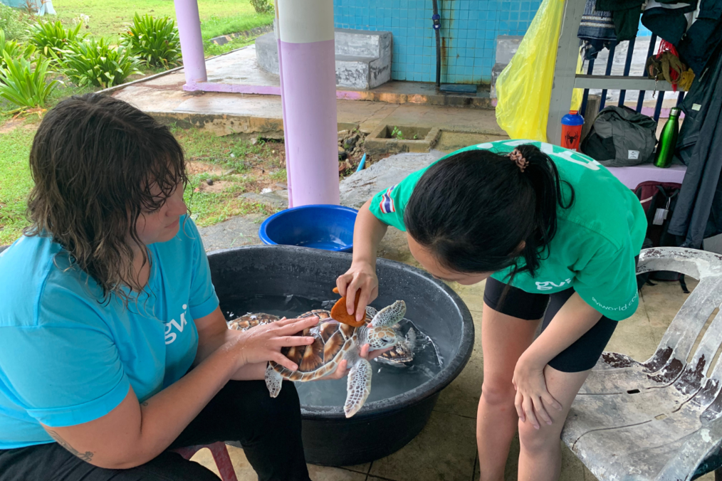 Two volunteers cleaning a sea turtle