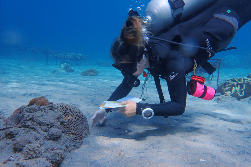 Diver doing research under water