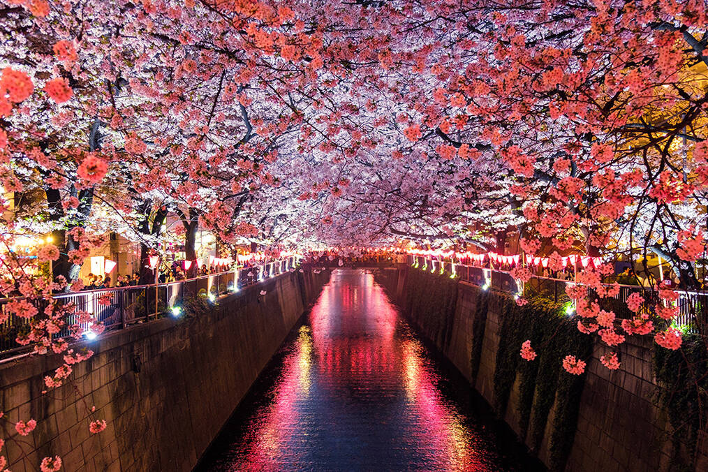 Blossoming trees over a canal in Japan