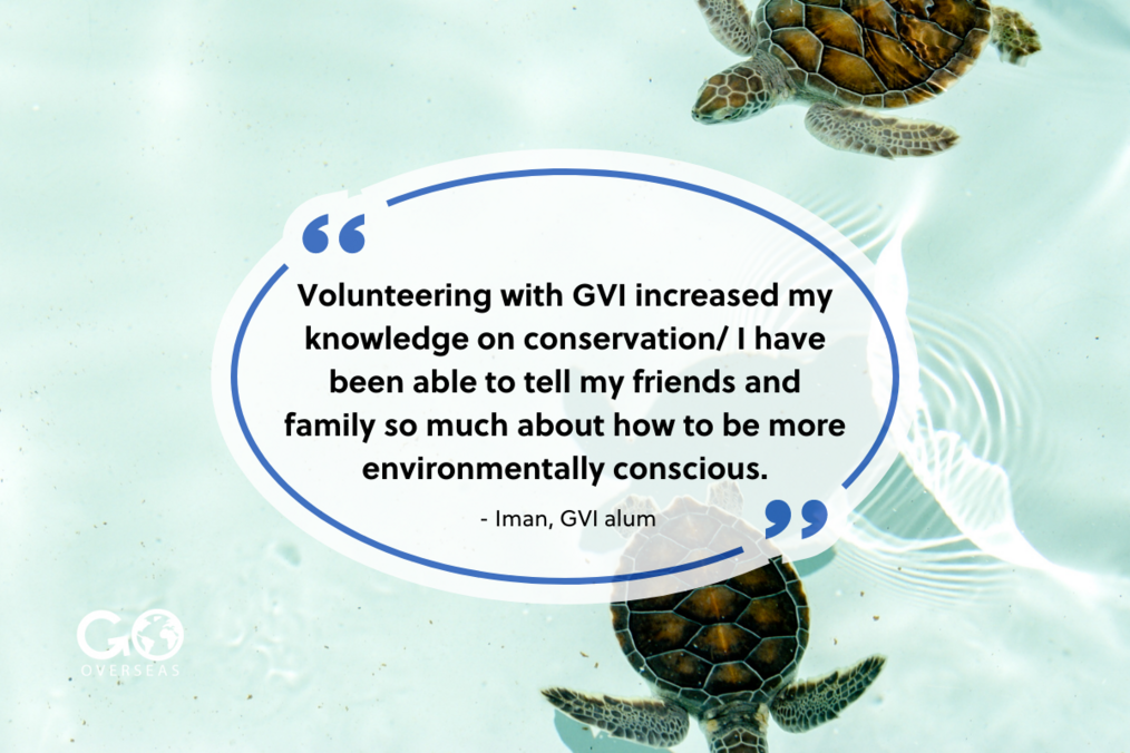 Quote over a picture of sea turtles.