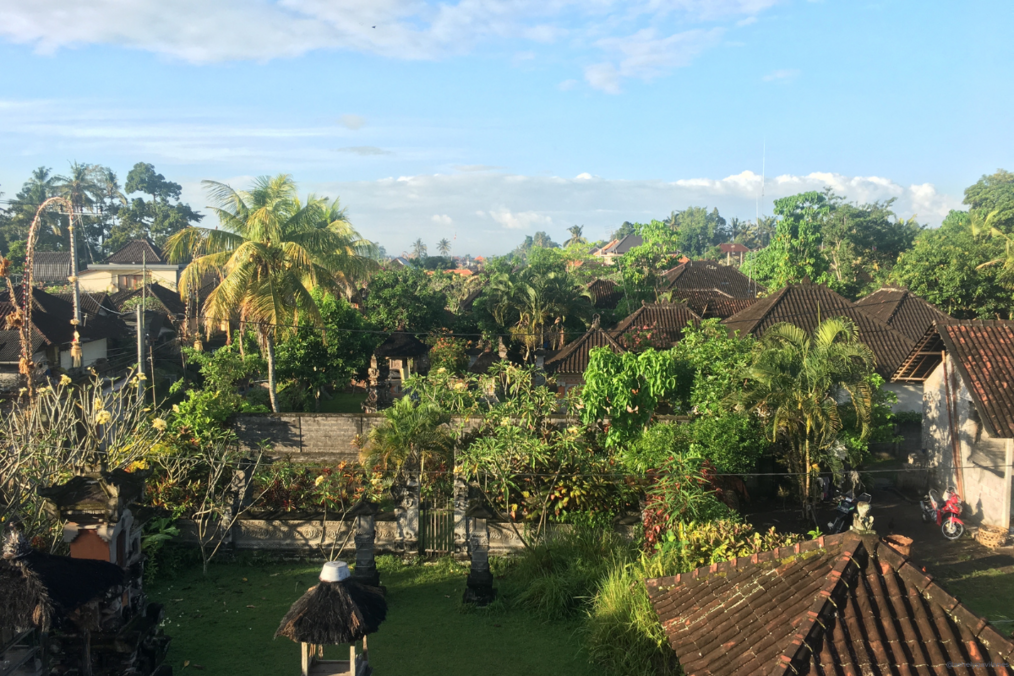 Image of trees on a sunny day in Bali
