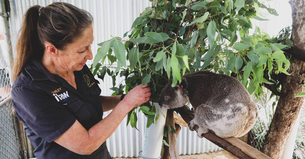 A woman looks at a koala.