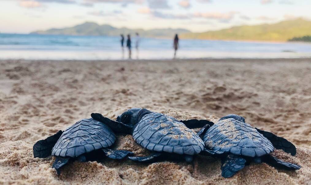 Baby sea turtles on a beach.