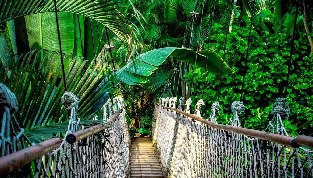 Bridge Amazon A suspension bridge in the Amazon Rainforest.