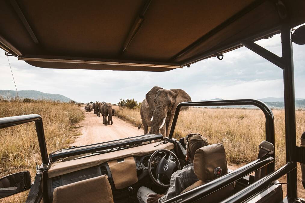 People in a truck watch a line of elephants.