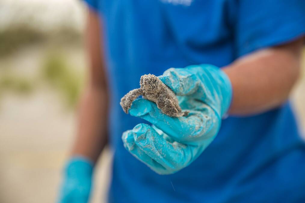 Someone wearing a blue glove holds a baby sea turtle.