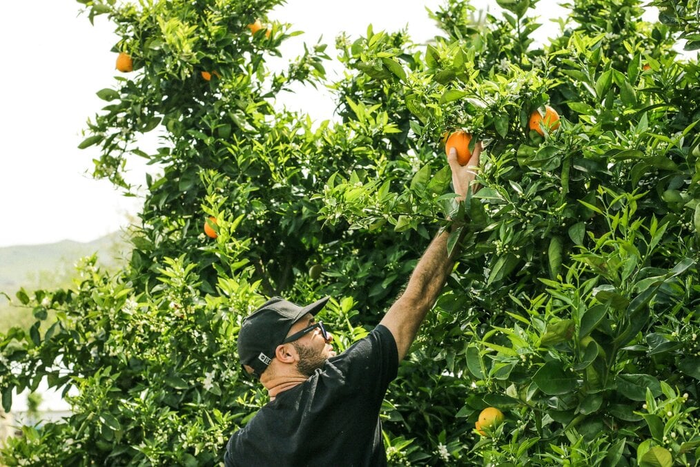 Photo by Douglas Raggio on Unsplash A man picks an orange from a tree.