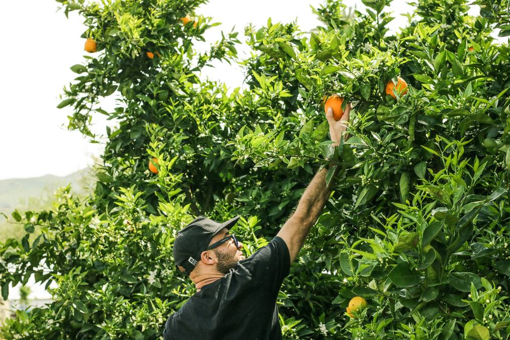A man picks an orange from a tree.