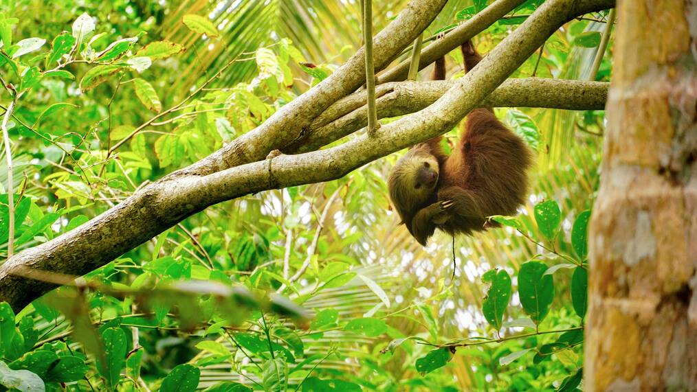 Sloth hanging from tree branch
