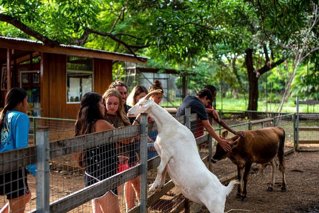 GLA Teens pet goats behind a pen fence.