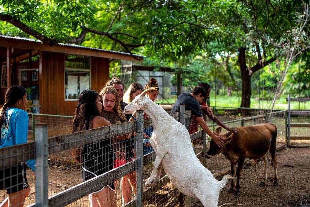 Teens pet goats behind a pen fence.