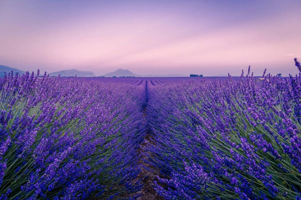 Purple lavender fields