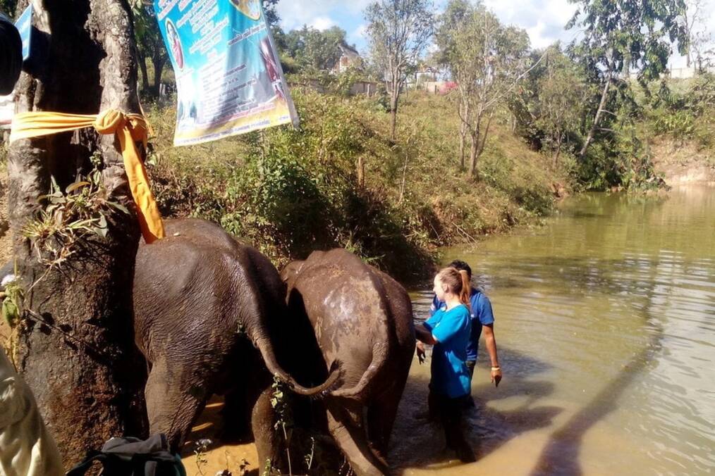 Two volunteers bathing an elephant