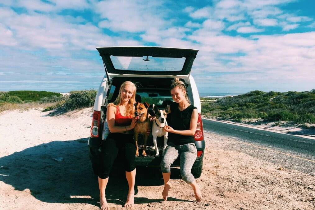 Two people in the car with dogs on a sunny day