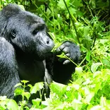 Gorilla Trekking