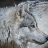 Wolves