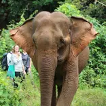 Elephant sanctuaries in Asia