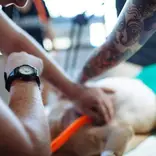 Assist at a dog rescue clinic