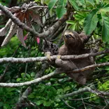 Planet One World, volunteering, sloth, Costa Rica