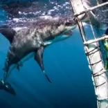 Volunteer White Shark Diving Company