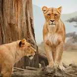 Wildlife conservation volunteering in South Africa