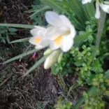 Psychotropic Plants Diploma Alquimia