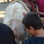 horse, dressage, natural, animals, Els Olivers, activities, kids, children