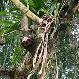 Sloth in Tree in Costa Rica
