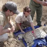 You’ll be fully involved with the treatment and handling of wildlife, including responding to emergency call outs