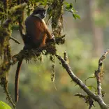 Primates of Bioko Island