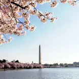 The Washington Monument with cherry blossoms