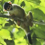 conservation volunteer peru