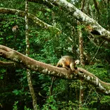 A tree kangaroo in a tree