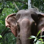 Asian elephant