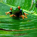 SFS Costa Rica - frog on plant