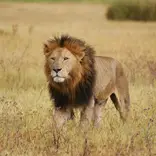 A lion in the field