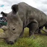 Rhino